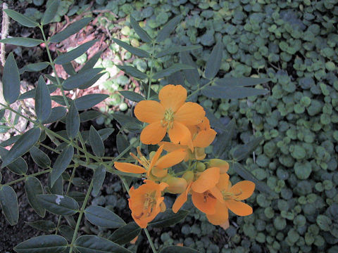 Cassia floribunda