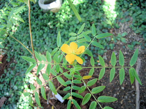 Cassia floribunda