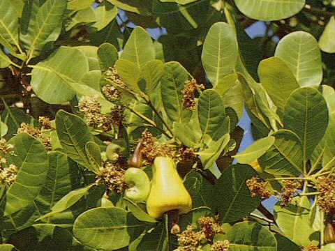 Anacardium occidentale