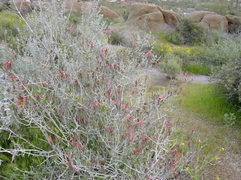 Castilleja lanata