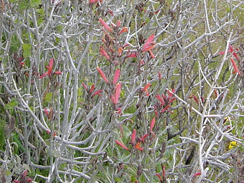 Castilleja lanata