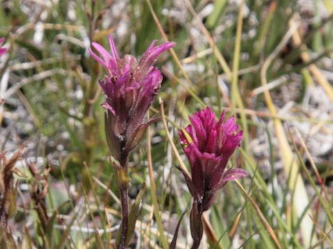 Castilleya lemmonii