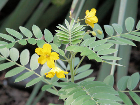 Cassia lindheimeriana