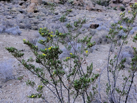 Cassia lindheimeriana