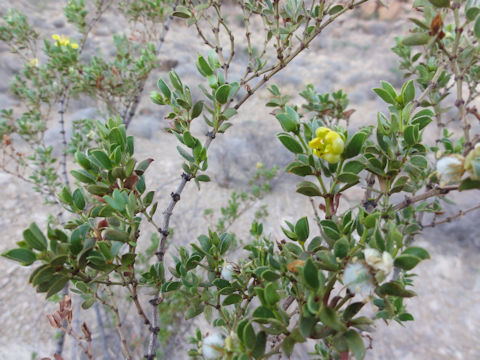 Cassia lindheimeriana
