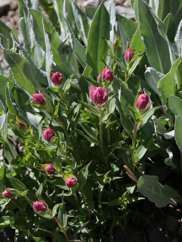 Castilleja miniata