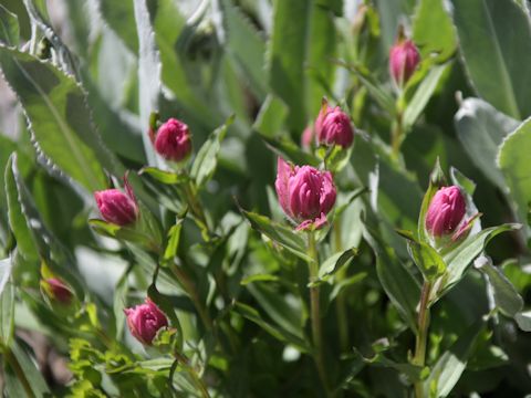 Castilleja miniata