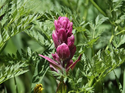 Castilleja miniata