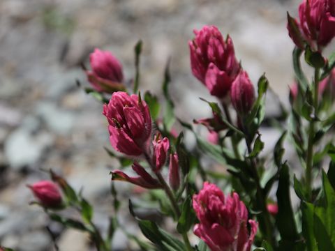 Castilleja miniata