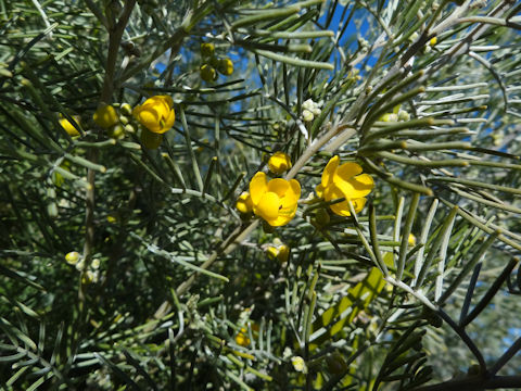 Cassia nemophila