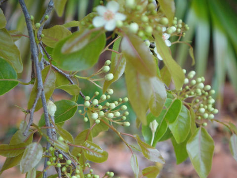 Casearia nitida