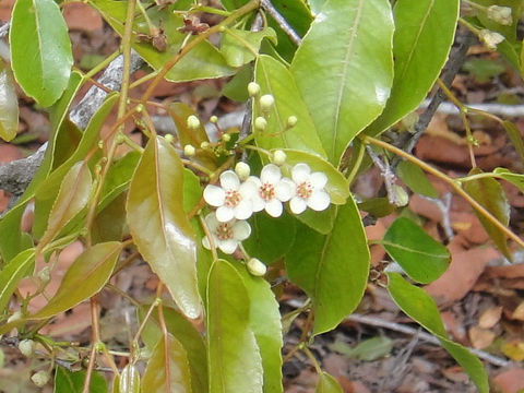 Casearia nitida