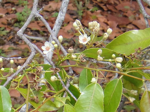 Casearia nitida