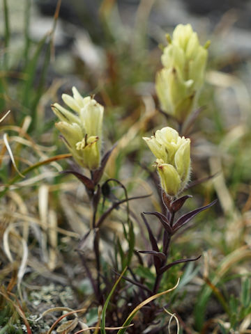 Castilleja occidentalis