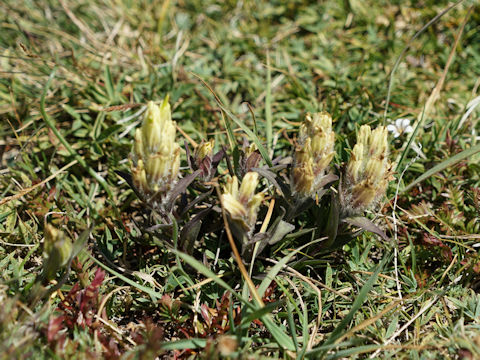 Castilleja occidentalis