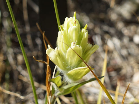 Castilleja occidentalis