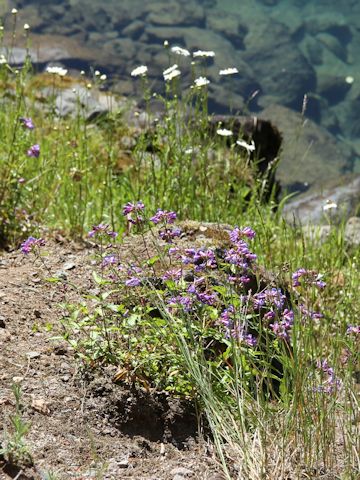 Penstemon serrulatus