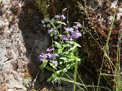 Penstemon serrulatus