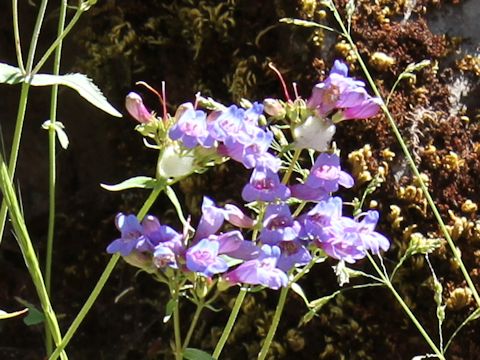 Penstemon serrulatus