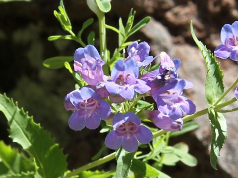 Penstemon serrulatus