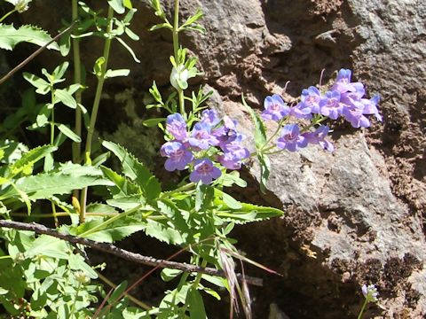 Penstemon serrulatus