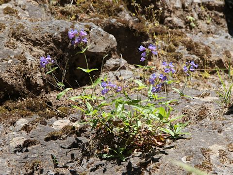 Penstemon serrulatus