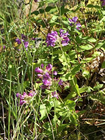 Penstemon serrulatus