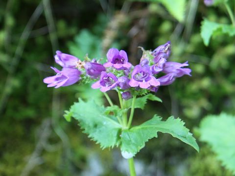 Penstemon serrulatus