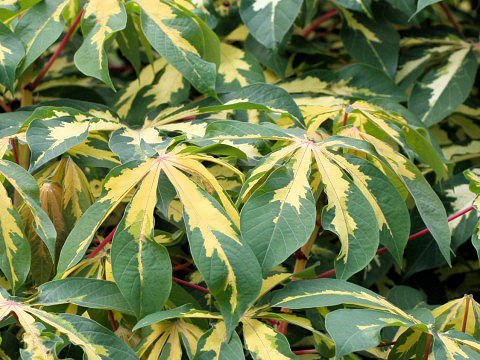 Manihot esculenta cv. Variegata