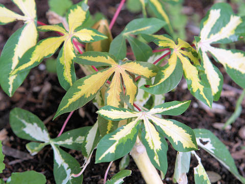 Manihot esculenta cv. Variegata