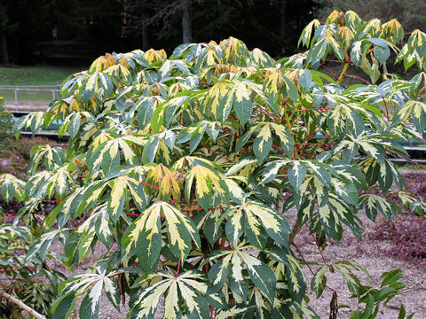 Manihot esculenta cv. Variegata