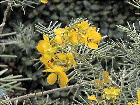 Cassia sp.