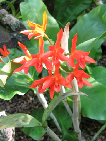 Cattleya aurantiaca