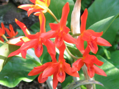 Cattleya aurantiaca