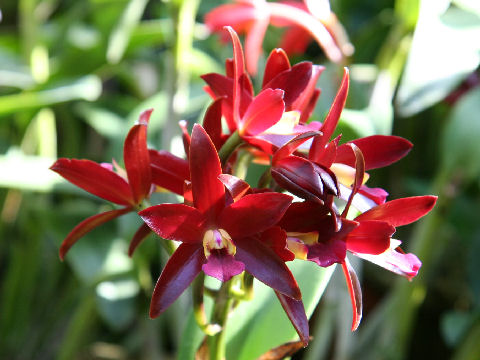 Cattleya Chocolate Drop 'Kodama'