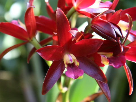 Cattleya Chocolate Drop 'Kodama'