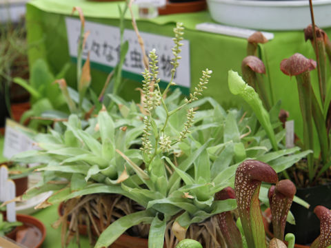 Catopsis berteroniana