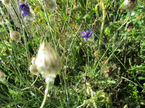 Catananche caerulea