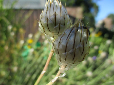 Catananche caerulea