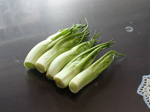 Cichorium intybus var. foliosum