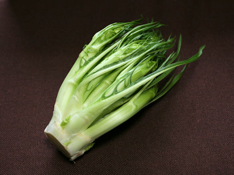 Cichorium intybus var. foliosum