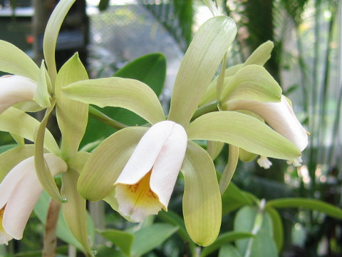 Cattleya forbesii