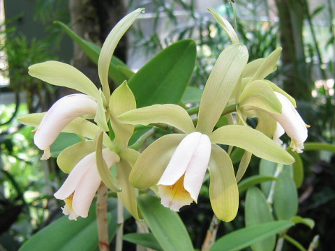 Cattleya forbesii