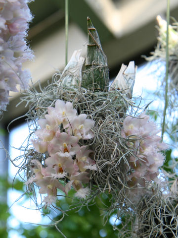 Catasetum Grace Dunn