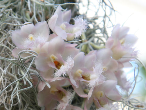 Catasetum Grace Dunn