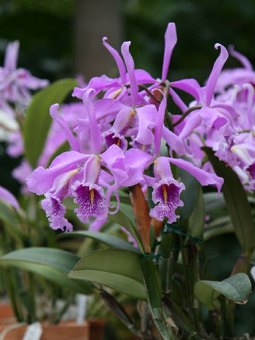 Cattleya maxima