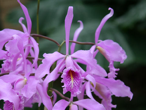 Cattleya maxima