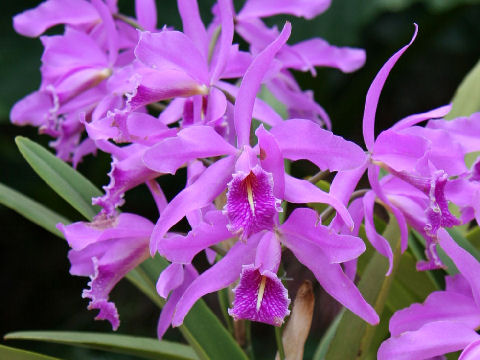 Cattleya maxima