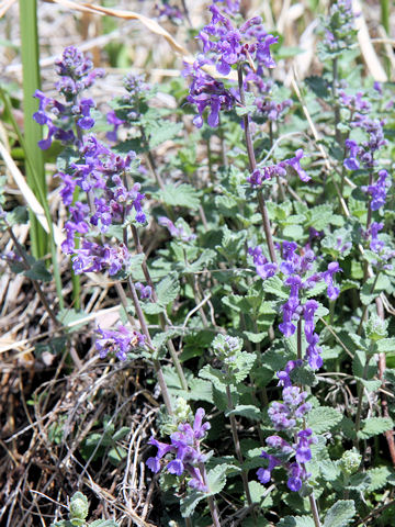 Nepeta x faassenii