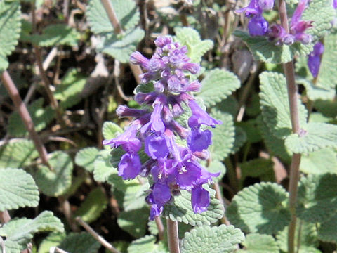 Nepeta x faassenii